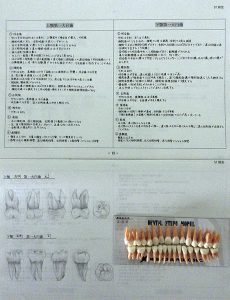 歯牙スケッチ・模型歯